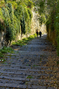 Rear view of people walking on footpath amidst plants