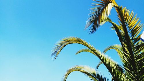 Low angle view of palm tree against clear blue sky