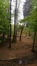 Trees in forest