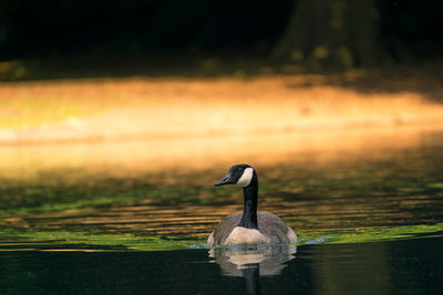 Bird perched on a lake