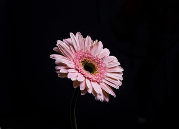 Close-up of pink daisy against black background