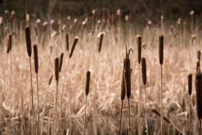 Close-up of stalks against blurred background