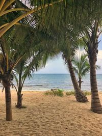 Palm trees on beach against sky
