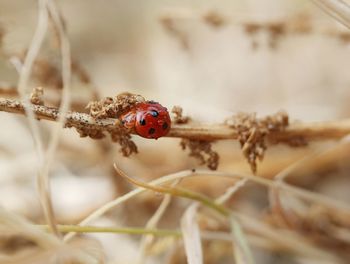 Close-up of ladybug on plant