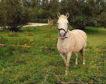 Horse standing on field