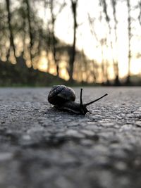 Close-up of snail on tree