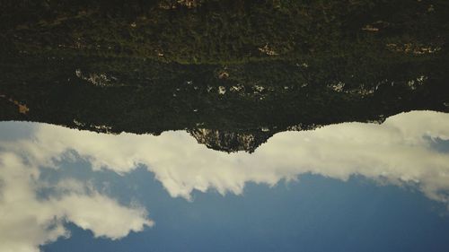 Low angle view of trees against sky