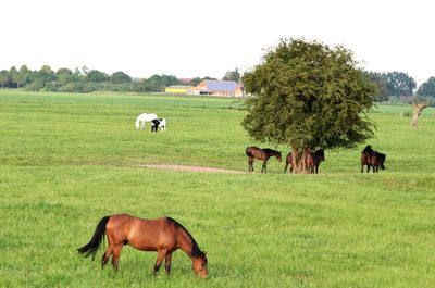 Horses grazing in a field