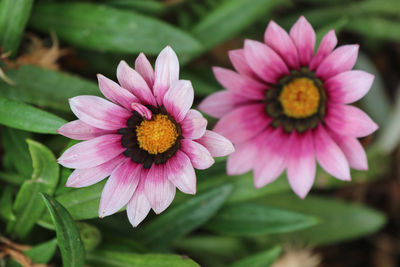  african daisies are scientifically known as osteospermum and are a part of the asteraceae family