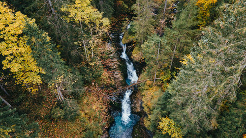 Tree Forest