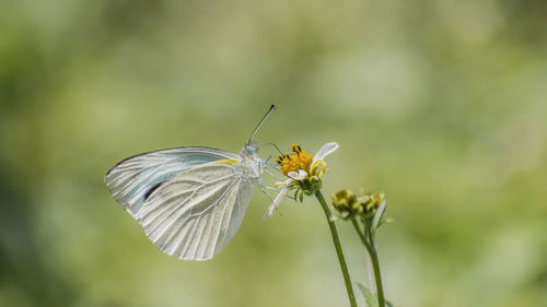 Close-up of butterfly pollinating on flower