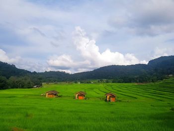 Scenic view of agricultural field against sky