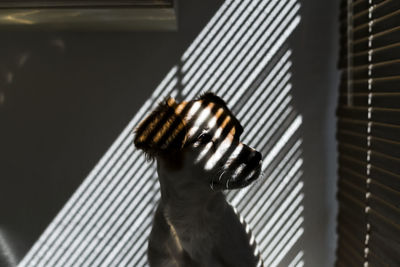 Close-up of dog looking away by window