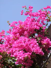 Low angle view of pink flowers blooming on tree against sky