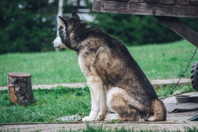 Side view of a dog sitting on grass