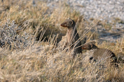 Side view of an animal on land