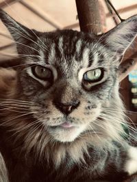 Close-up portrait of tabby cat