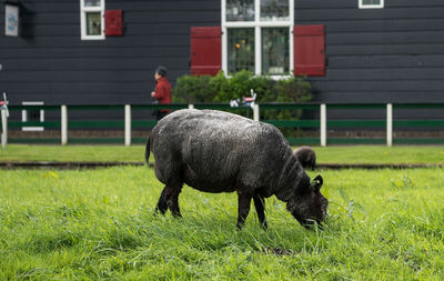 View of a sheep on field