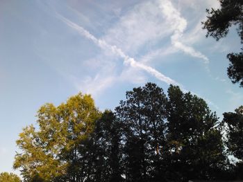 Low angle view of trees against blue sky