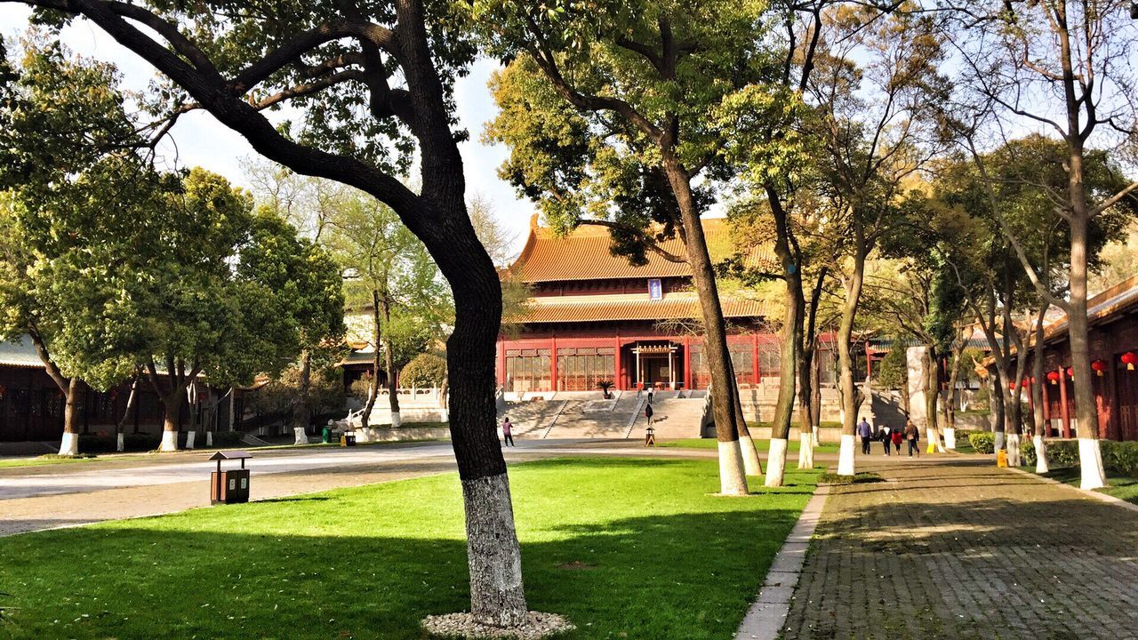 tree, built structure, architecture, building exterior, outdoors, growth, day, grass, green color, tree trunk, nature, real people, branch, city, sky