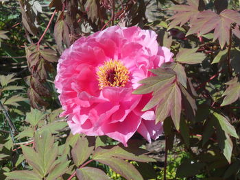 plant