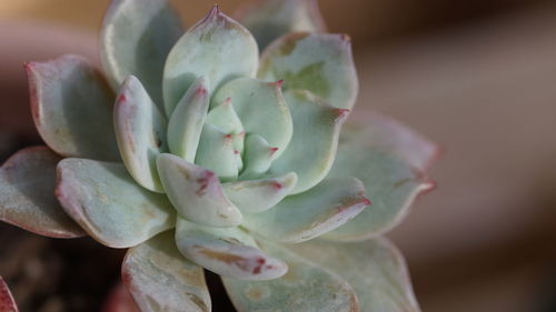 Close-up of succulent plant