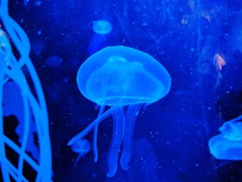 Close-up of jellyfish in aquarium