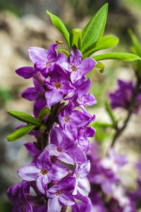 Close-up of insect on purple flowers