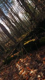 Bare trees in forest