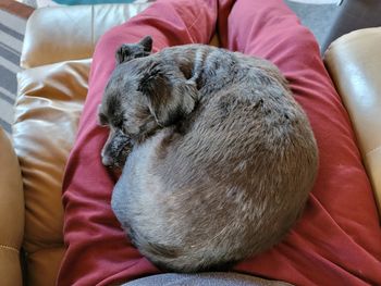 Close-up of dog sleeping on bed at home