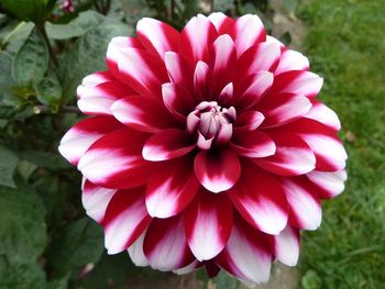 Close-up of pink dahlia blooming outdoors