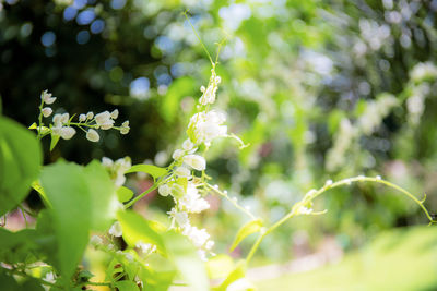 Close-up of flowering plant