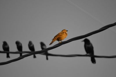 Low angle view of bird perching on branch