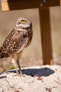 Close-up of owl perching on land