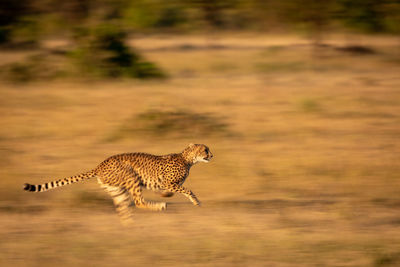 Slow pan of cheetah sprinting through grass