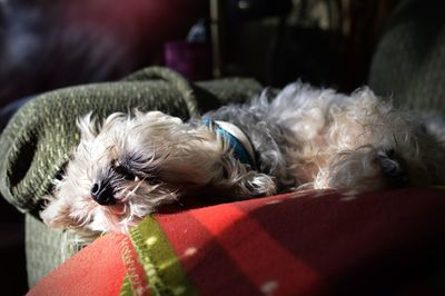 Close-up of dog sleeping