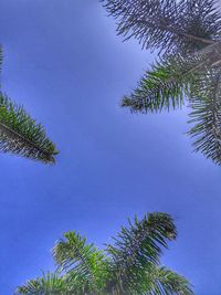 Low angle view of coconut palm tree against blue sky