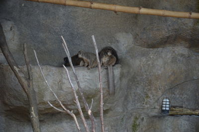 High angle view of water in zoo