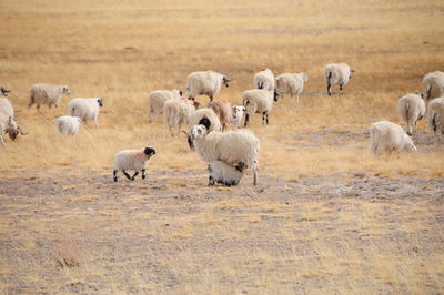 Flock of sheep on landscape