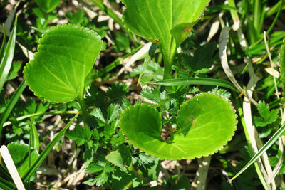 High angle view of plant growing on field