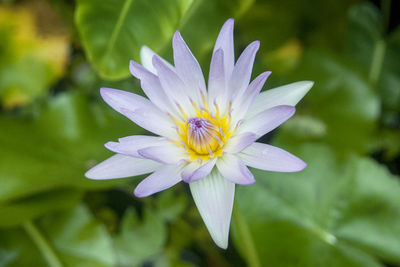 Close-up of purple flower