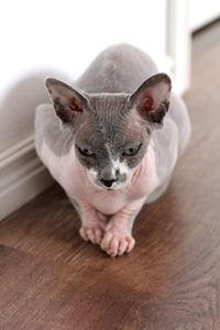 Close-up portrait of a cat