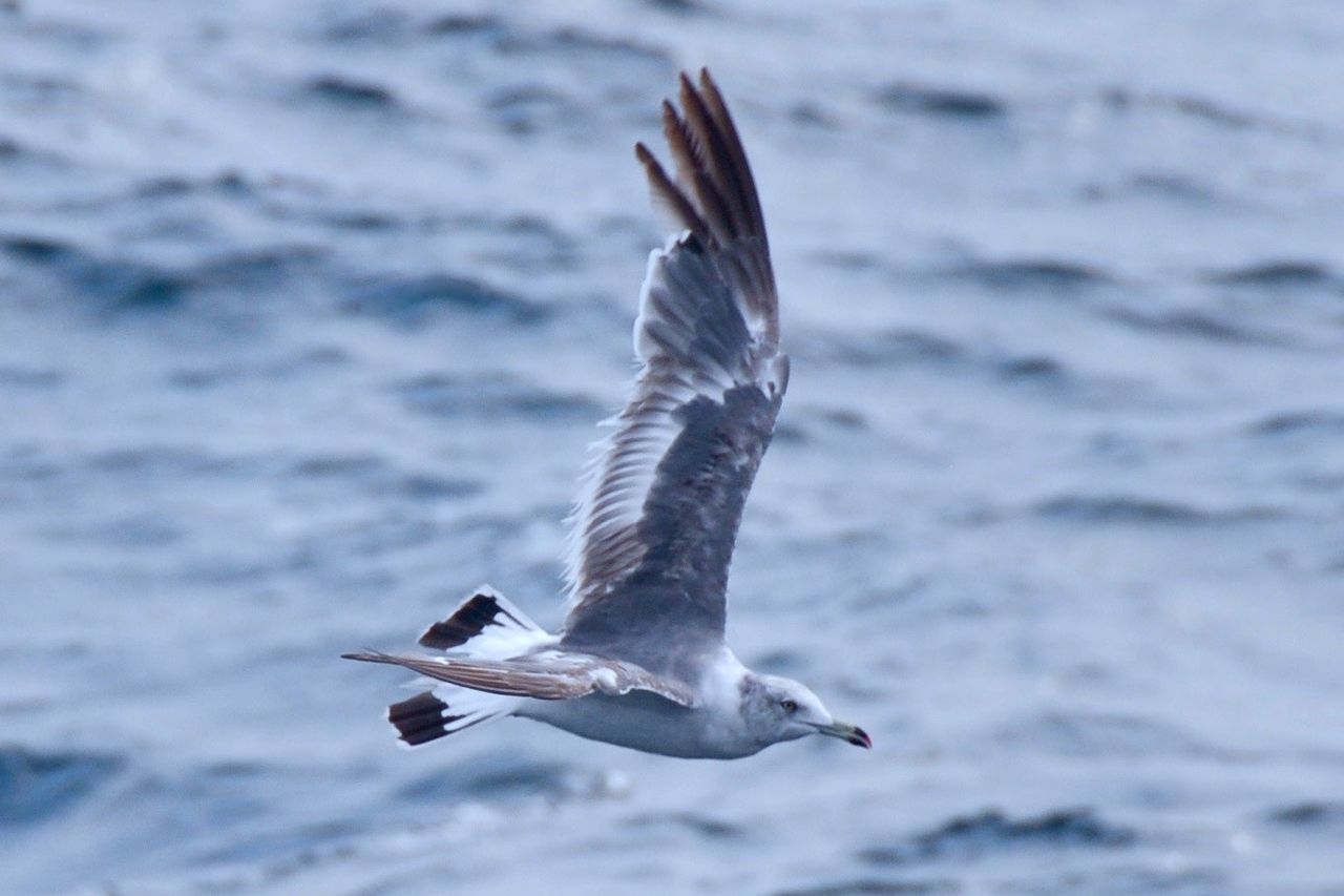 SEAGULL FLYING ABOVE SEA