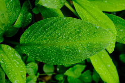Beautiful greenleaf very fresh after rain.