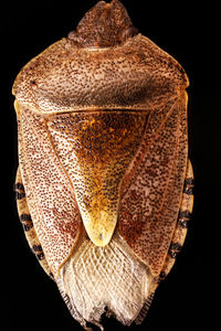 Close up of leaf against black background