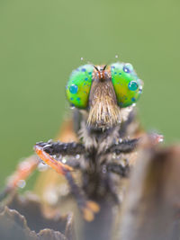 Close-up of butterfly pollinating on flower