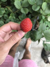 Cropped image of hand holding strawberry