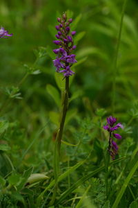Close-up of purple flowering plant on field