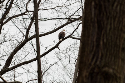 Low angle view of bird perching on tree against sky