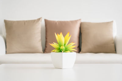 Close-up of potted plant on table at home